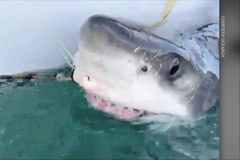 Attempts to see sharks, whales in Nova Scotia waters likely fuelled by online content