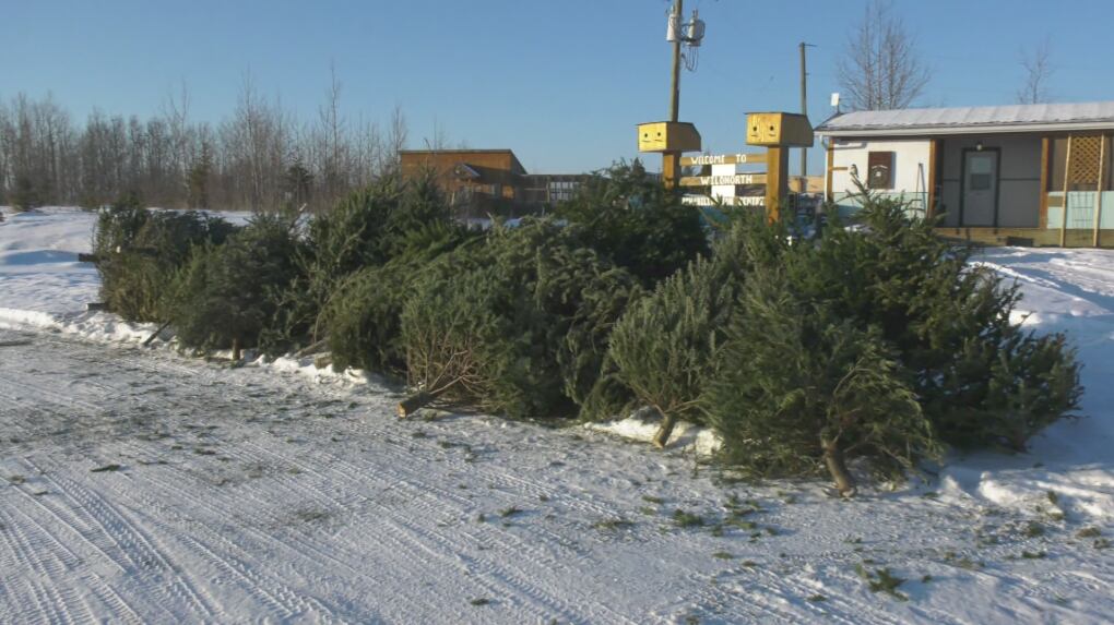 Donated Christmas trees at Edmonton's WIldNorth on Jan. 6, 2025. (Sean McClune/CTV News Edmonton)
