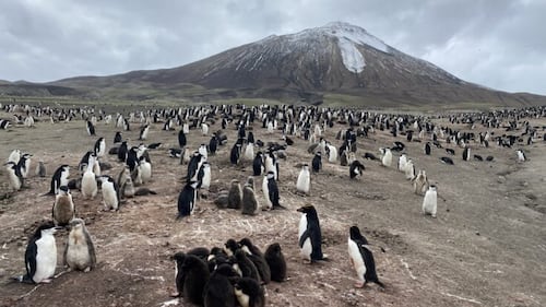 This island was home to the planet’s largest penguin colony. Here’s why it just lost that title