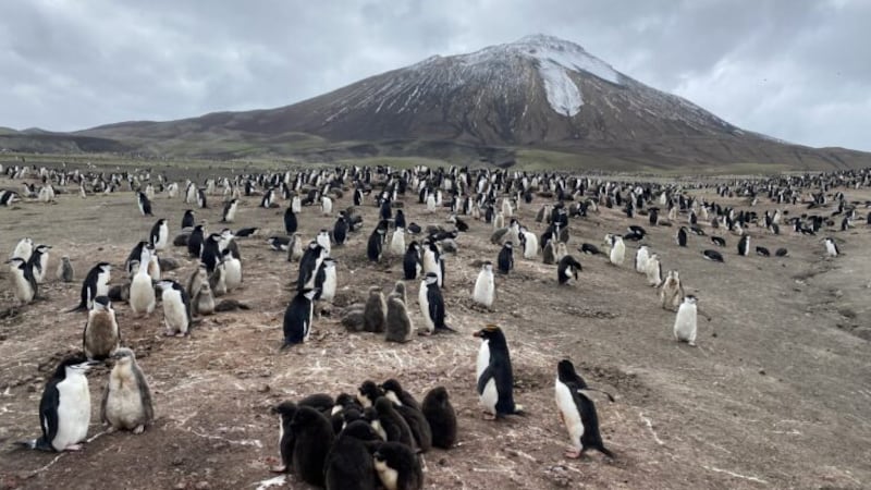 This island was home to the planet’s largest penguin colony. Here’s why it just lost that title