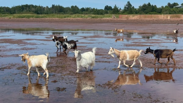 P.E.I. tourism operators eye expansion amid staffing pressures, cell service concerns