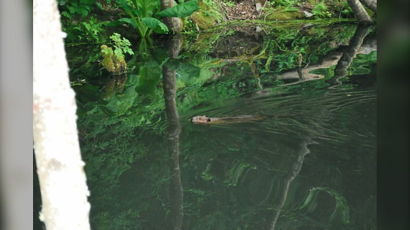 Surrey resident cleaning up garbage to protect a local beaver