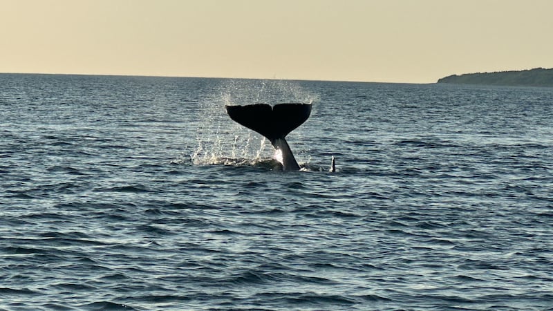 Killer whale draws tourists, locals at Canso Causeway in Nova Scotia
