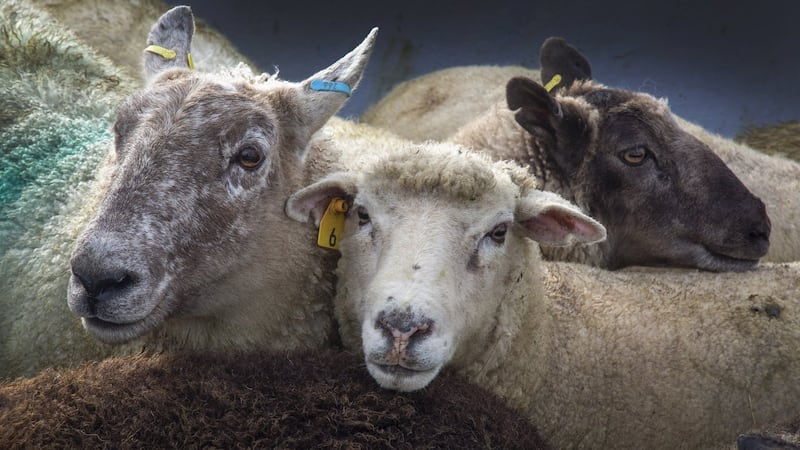B.C. to allow killing of abandoned domestic sheep to protect the wild animals