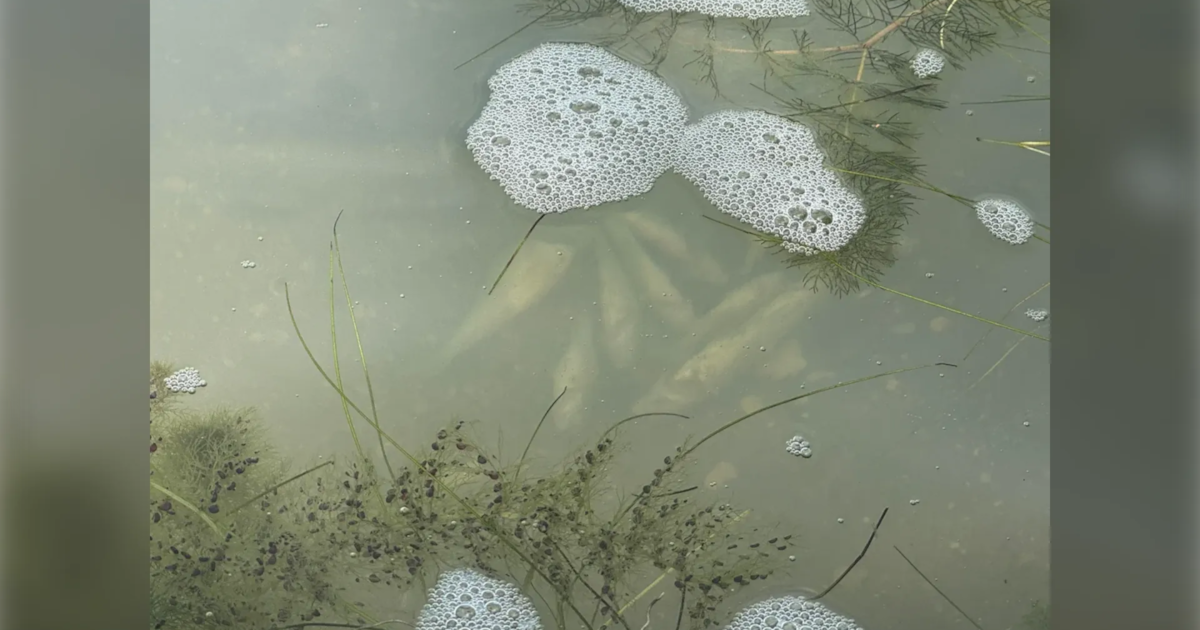 ‘Piles of minnows, perch and crayfish dead': Vacationer alarmed by suspected toxic algae bloom