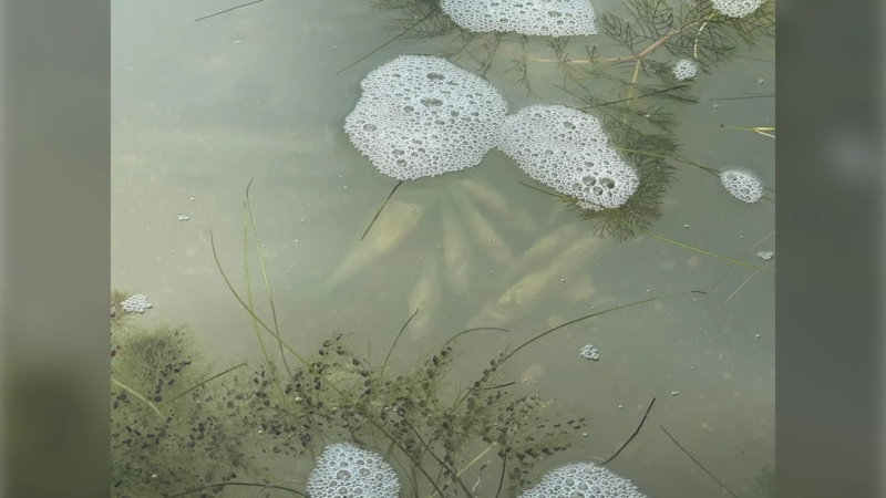 ‘Piles of minnows, perch and crayfish dead’: Vacationer alarmed by suspected toxic algae bloom