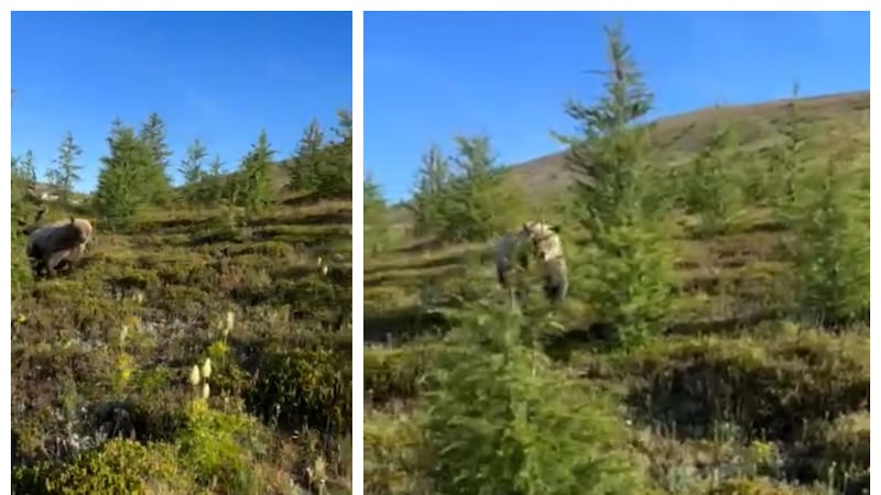Alberta hiker thought 'this was going to be it for me' after grizzly bear encounter
