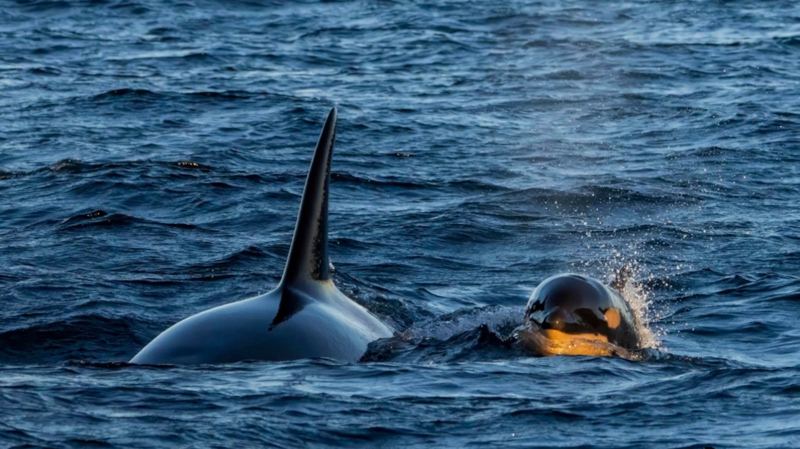 New orca calf off B.C. bolsters record-breaking year for sightings