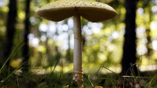 U.S. slaps duties on fresh Canadian mushrooms over subsidy claims