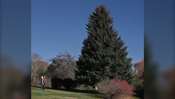 N.S. premier meets with Massachusetts governor ahead of Tree for Boston lighting ceremony