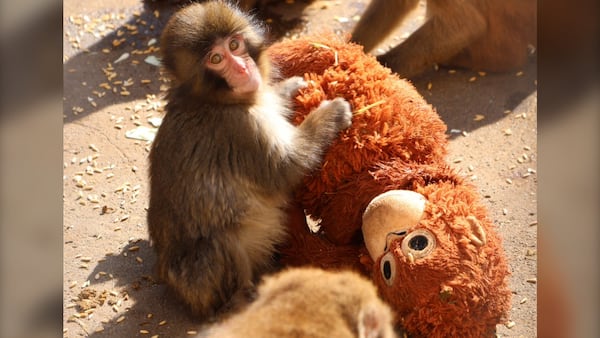 ‘Punch’ the monkey has gone viral for the saddest of reasons