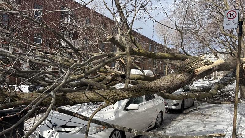 Strong winds down trees in Montreal