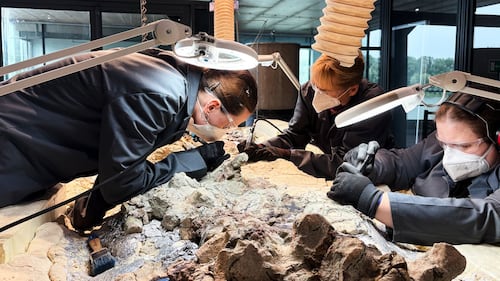 2,000 volunteers join a painstaking effort to restore massive skeleton of prehistoric predator