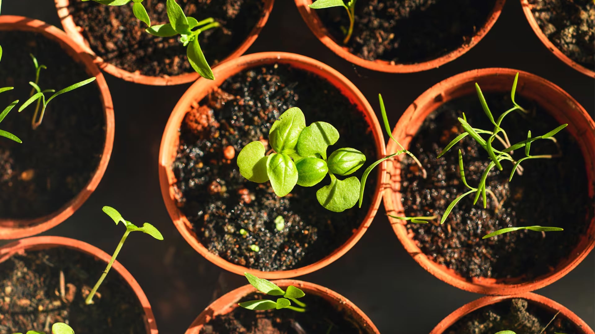 Top view of brown pot planter with small leaves