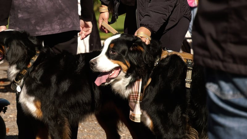 Bi-annual Bernese mountain dog community walk takes place in Guelph