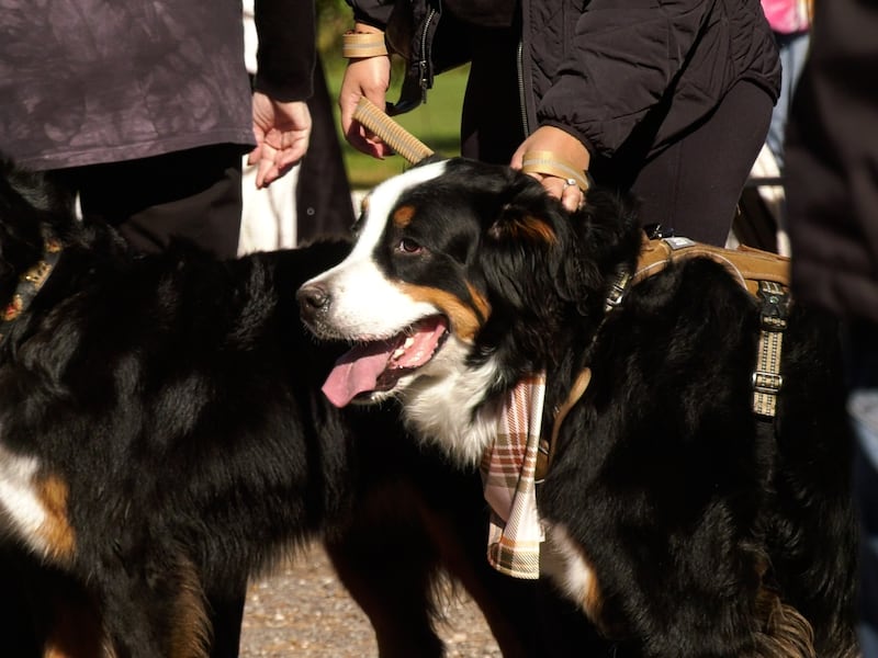 Bi-annual Bernese mountain dog community walk takes place in Guelph