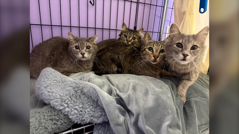 Calgary animal rescue receives 16 cats including 3 who give birth to kittens on Mother’s Day
