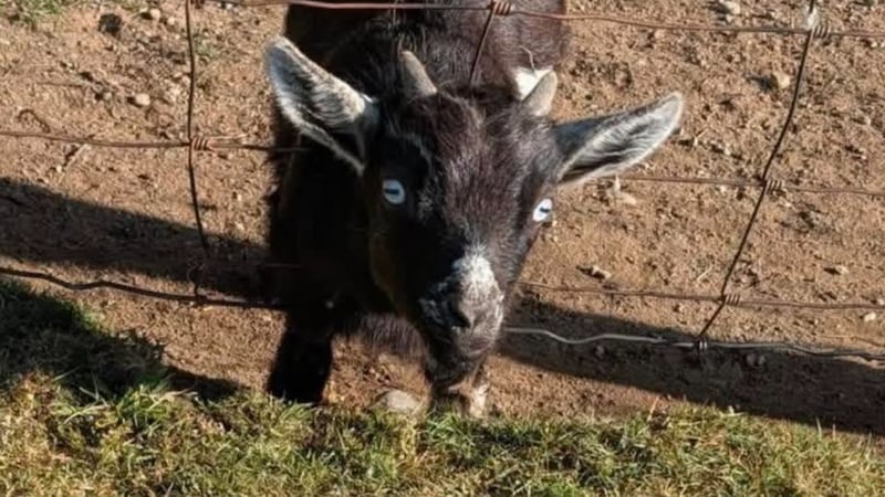 B.C. family pleads for return of beloved baby goat after ‘drive-by kidnapping’