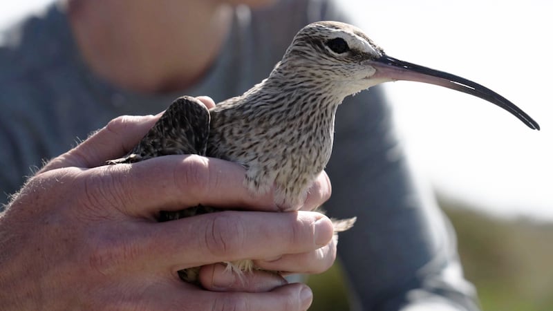 30,000 kilometre cycling journey to study threatened bird species