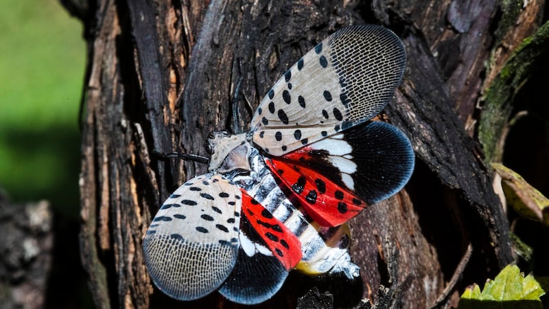The spotted lanternfly was recently found in Ontario. Here’s why you should ‘squish them’