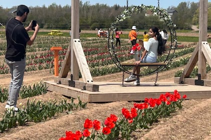 People take photos in the field of tulips. (CTV/Jonathan MacInnis)