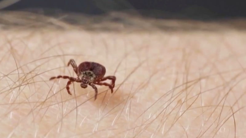 How a tick-borne disease nearly killed a Canadian man