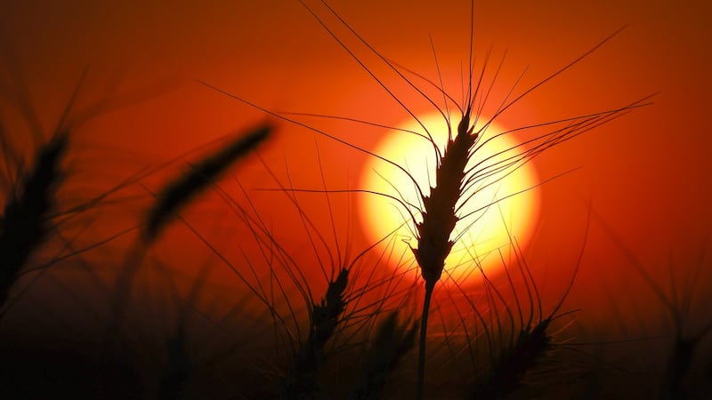 From soggy fields to skyrocketing diesel, Prairie farmers face tough harvest