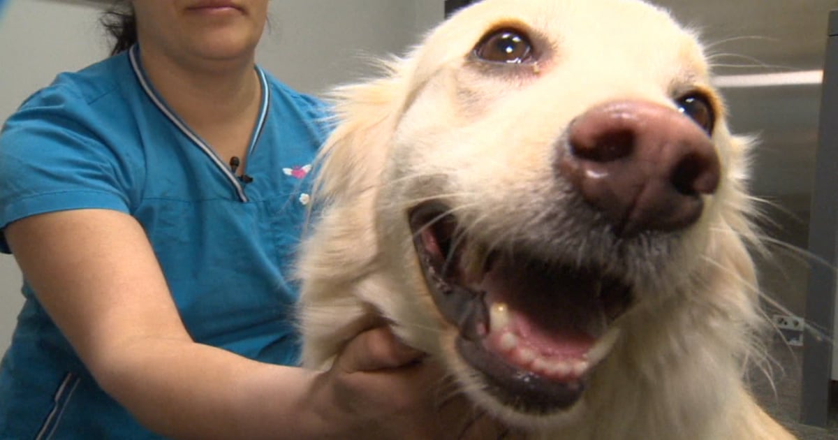 Free dog wellness clinic in Orillia this weekend