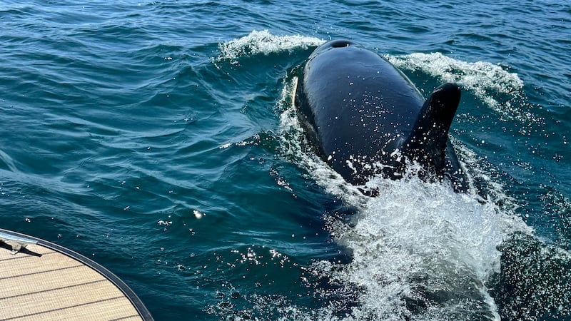 ‘Once in a lifetime’: Nova Scotians have close encounter with orca