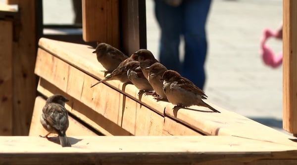 Montreal gets a full dose of warmth and sun on the weekend