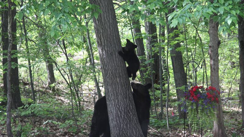 Momma bear and cub spotted in Kanata backyard