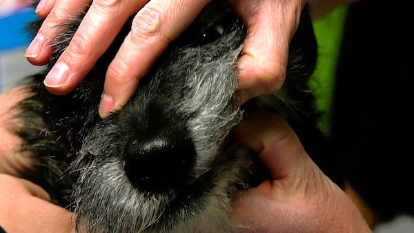 Calgary seniors and their pets visit AARCS for free wellness clinic