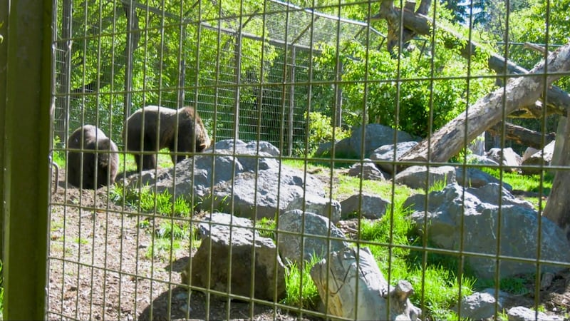 ‘Conductors of chaos’: Orphaned grizzly cubs make debut at Calgary Zoo