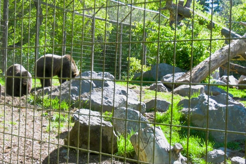 Calgary Zoo unveils ‘absolute cutest’ grizzly cubs in Wild Canada exhibit