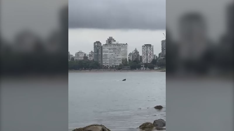 Whale spotted enjoying the waters near Kitsilano Beach
