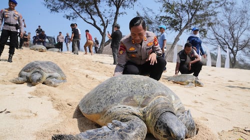 Indonesia returns 20 green sea turtles to the ocean after Bali smuggling raid