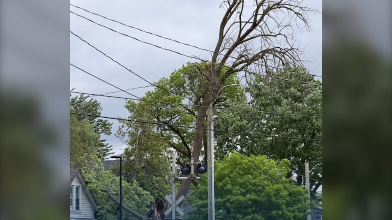 Downed hydro wires close busy Kitchener roadway after tree falls