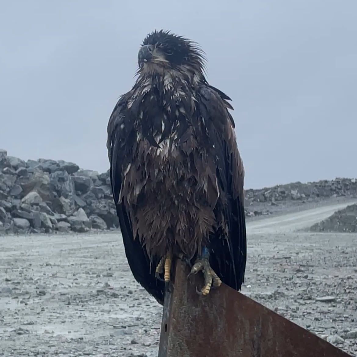 Toronto Zoo welcomes its newest member, a bald eagle discovered at an Ontar