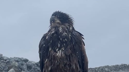 Toronto Zoo welcomes its newest member, a bald eagle discovered at an Ontario gold mine