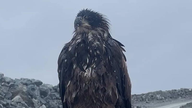 Toronto Zoo welcomes it’s newest member, a bald eagle discovered at an Ontario gold mine