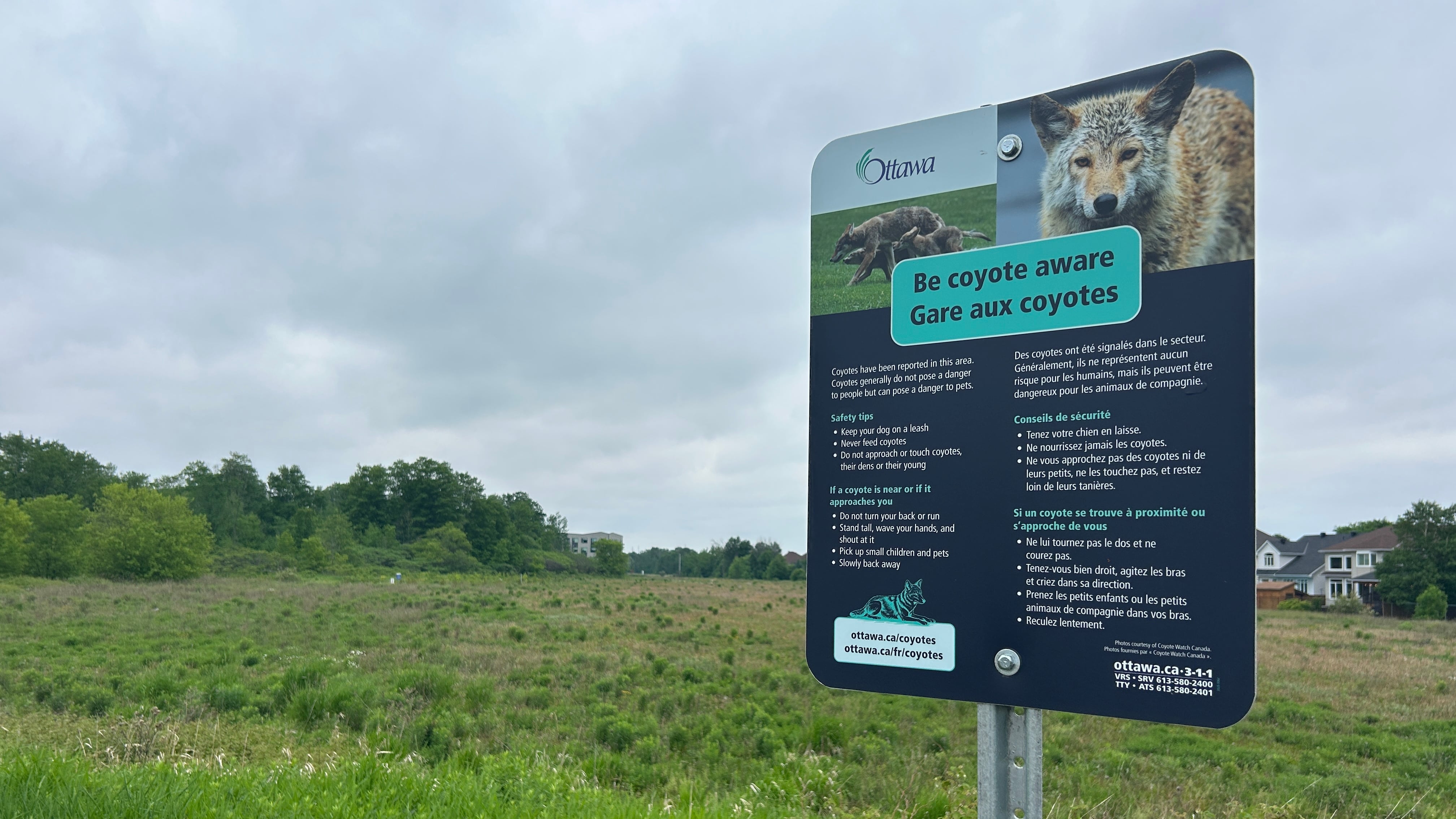 Orléans residents increasingly concerned after teen attacked by coyotes