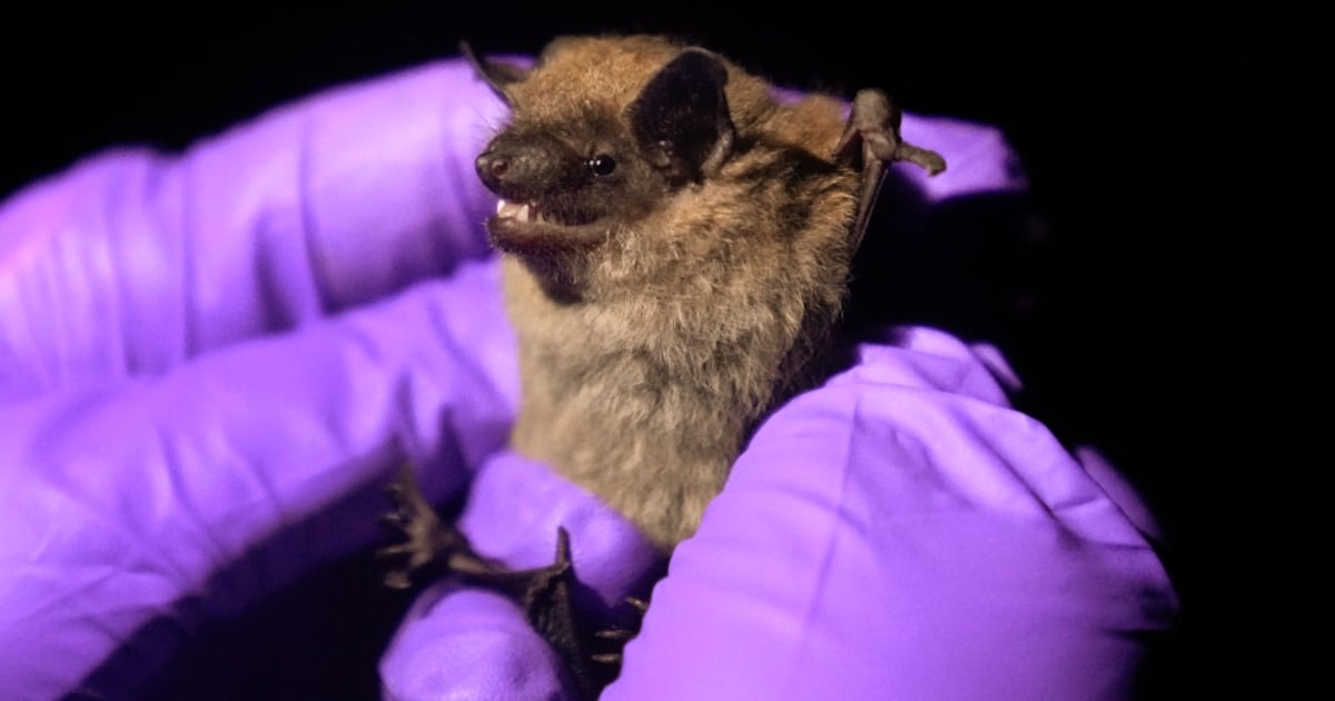 Following child's death in Ontario, here's what you need to know about ...