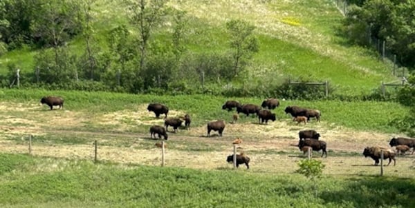 New tracking system at Sask. provincial park will make it easier for visitors to see bison