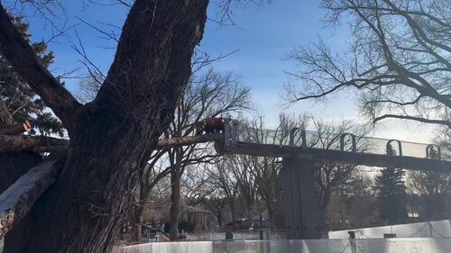 Red Panda at the Edmonton Valley Zoo Nov. 24, 2025. (Sasha Pietramala/CTV News Edmonton)