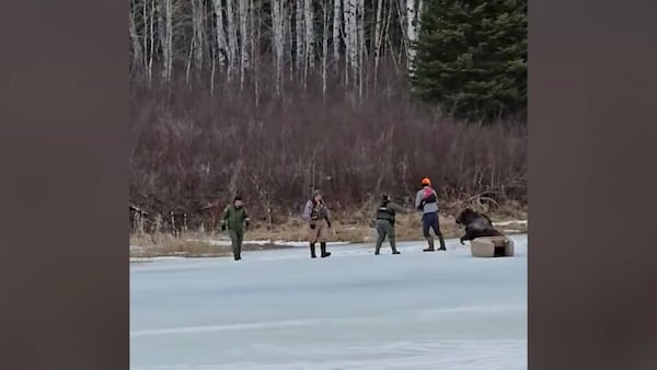 ‘Dangerous situation’: Manitoba man, conservation officers free moose trapped in ice
