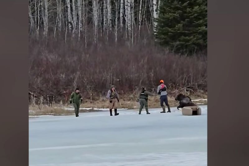 ‘Dangerous situation’: Manitoba man, conservation officers free moose trapped in ice