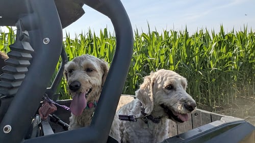 May Dogs of the Day