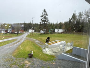 Snow is pictured on the ground on May 29, 2026 in Sampsonville, N.S. (Courtesy: Melissa Carter)