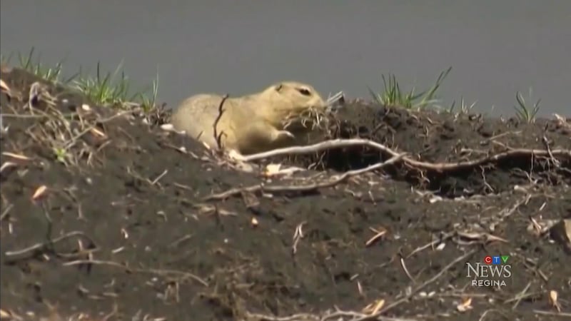 Strychnine training underway as producers wait for pesticide to battle gophers