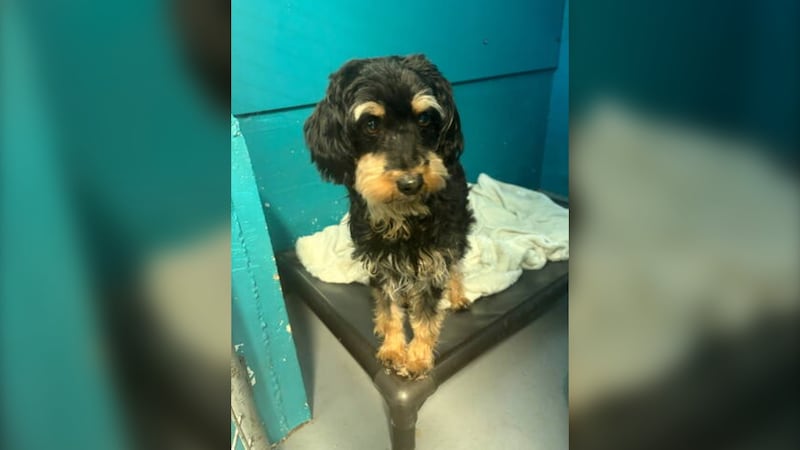 Cross-country mystery ends after five pets located during Vancouver Island arrest